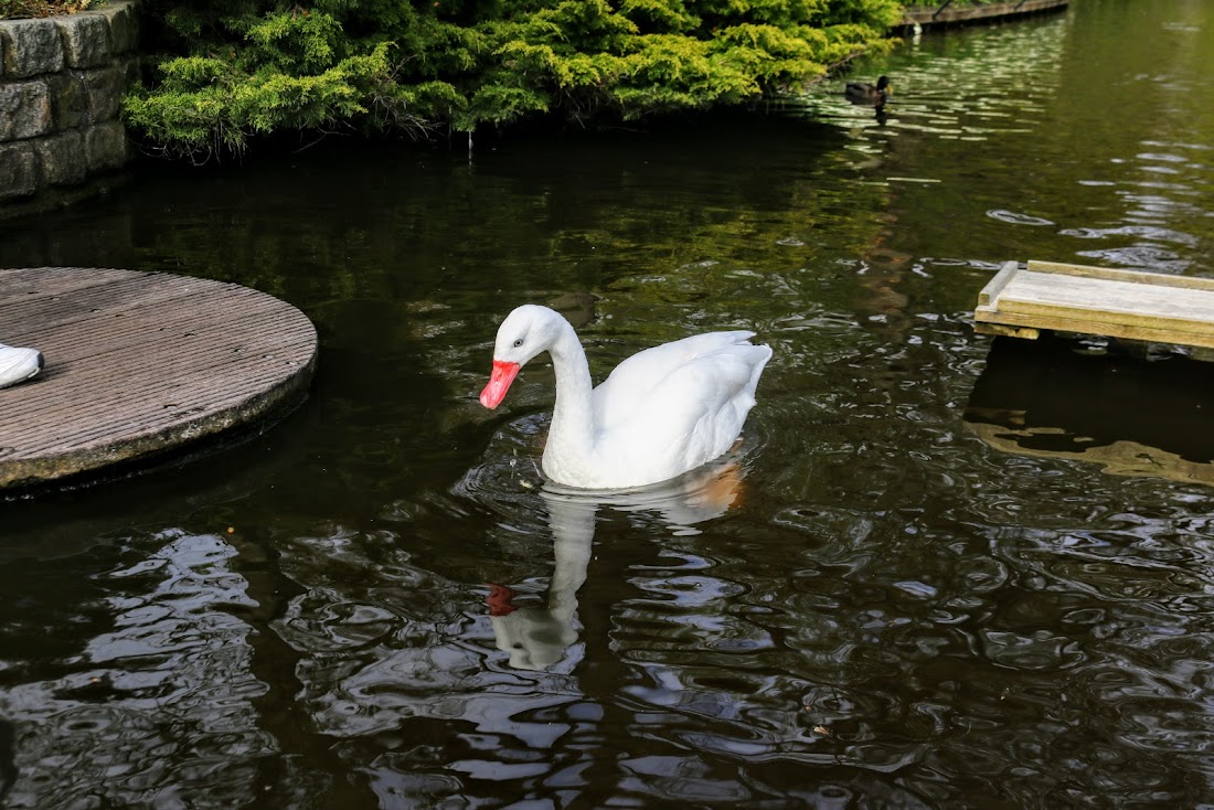 Парк Keukenhof, Ouddorp и Rotterdam "на закуску" - апрель 2017