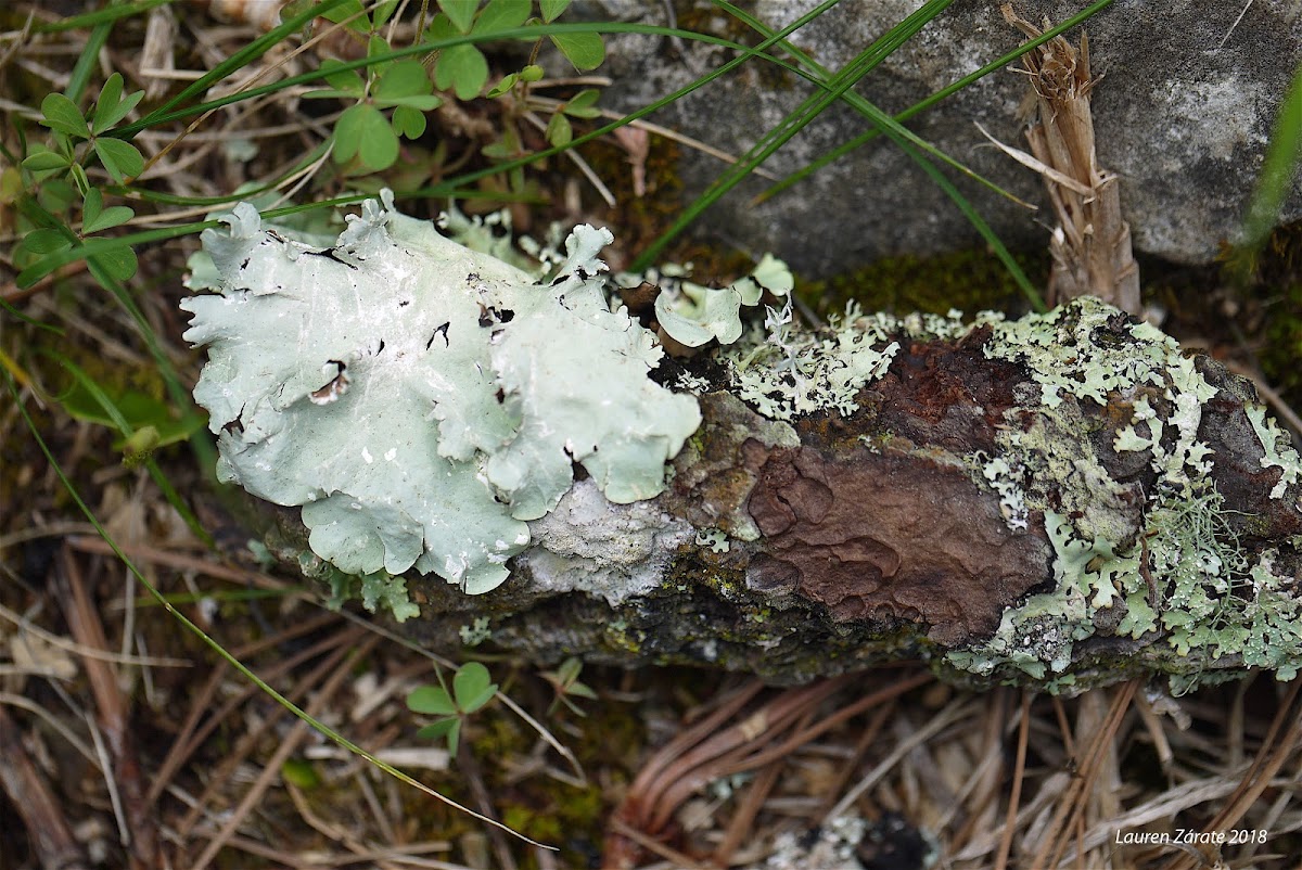 Lichens