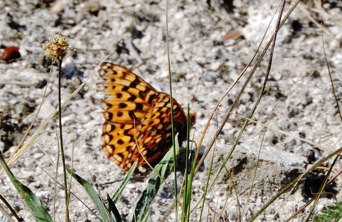 zerene fritillary