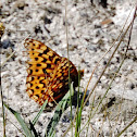 zerene fritillary