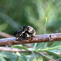 Poplar and Willow Borer