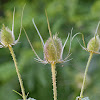 Teasel