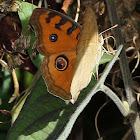 Peacock Pansy