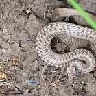 DeKay's Brownsnake