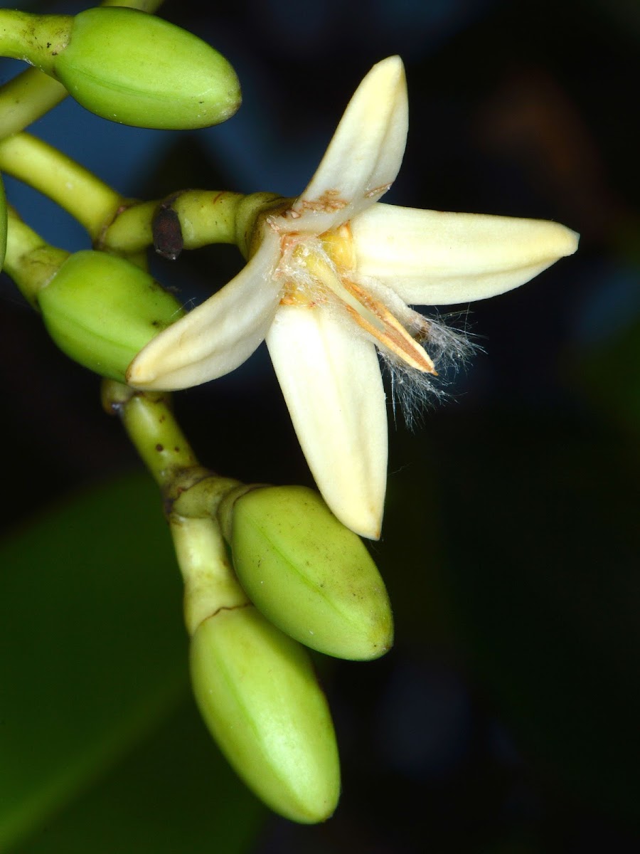 Stilt-rooted Mangrove