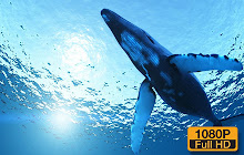 Whale Wallpaper HD Custom New Tab small promo image