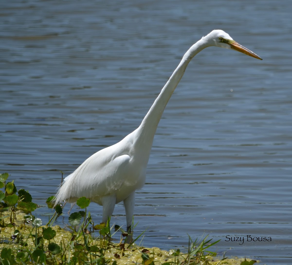 Great Egret