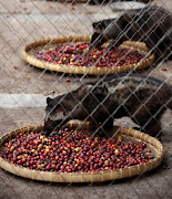 HARD TO DIGEST Civets in captivity feast on coffee cherries to make Kopi Luwak coffee.