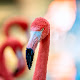 Flamingo Pop HD Animals New Tabs Theme