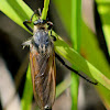 robberfly