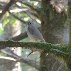 Gray-cheeked Thrush