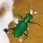 Six-Spotted Tiger Beetle