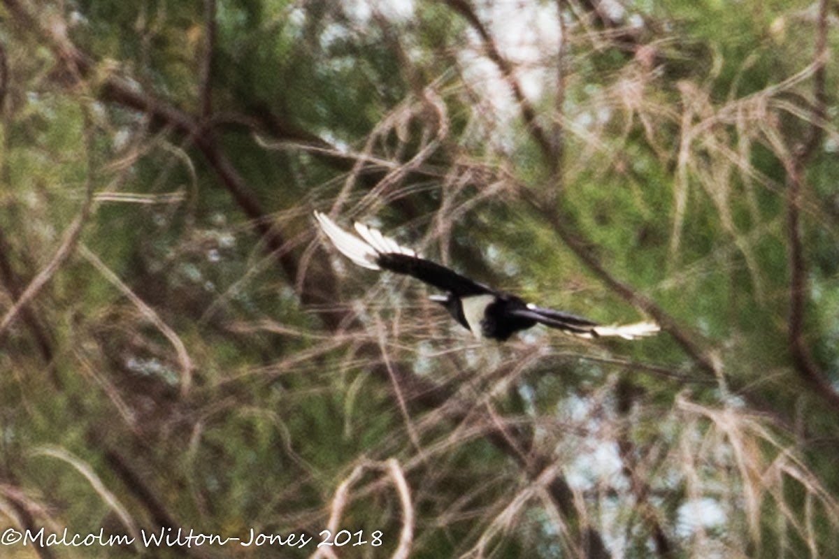 Magpie; Urraca