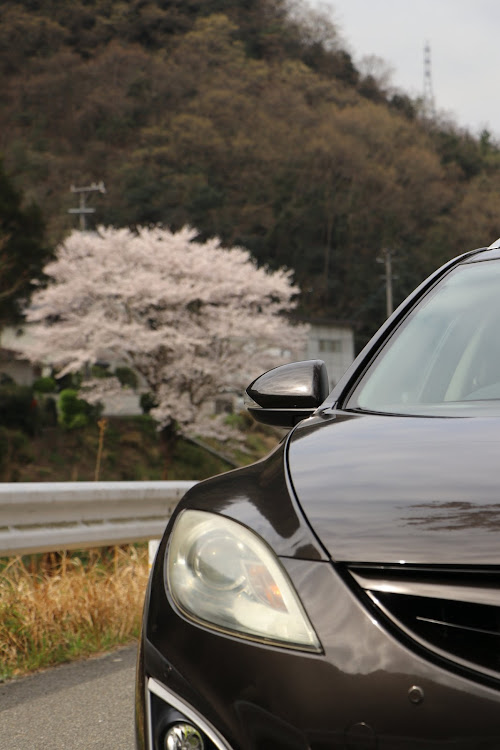 アテンザスポーツワゴンのサクラと愛車・過去画に関するカスタム事例の投稿画像3枚目