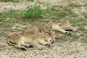 Wildlife researchers Neil D'Cruze and Jennah Green, who have studied lion farming in South Africa, share their insights into the industry and explain why it should be shut down. File photo.