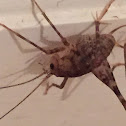 House Cricket