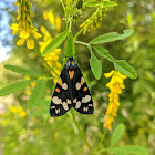 Scarlet Tiger