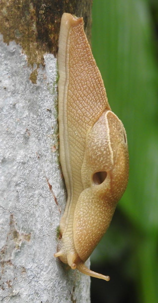 Banana slug, Yellow slug