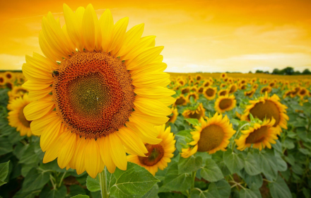 Sunflowers Wallpaper Preview image 0