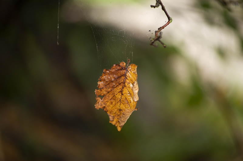 la magia della natura di UmbyPocchiolaGiors