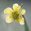 Yellow Avens