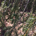 Eastern Hemlock