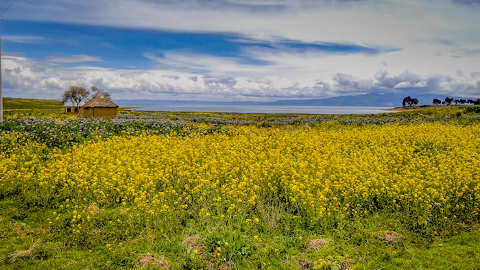 green fields of peru to show life as a new itinerant writer