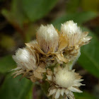 Alpine Everlasting