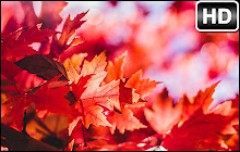 Autumn Fall Backgrounds Custom New Tab small promo image