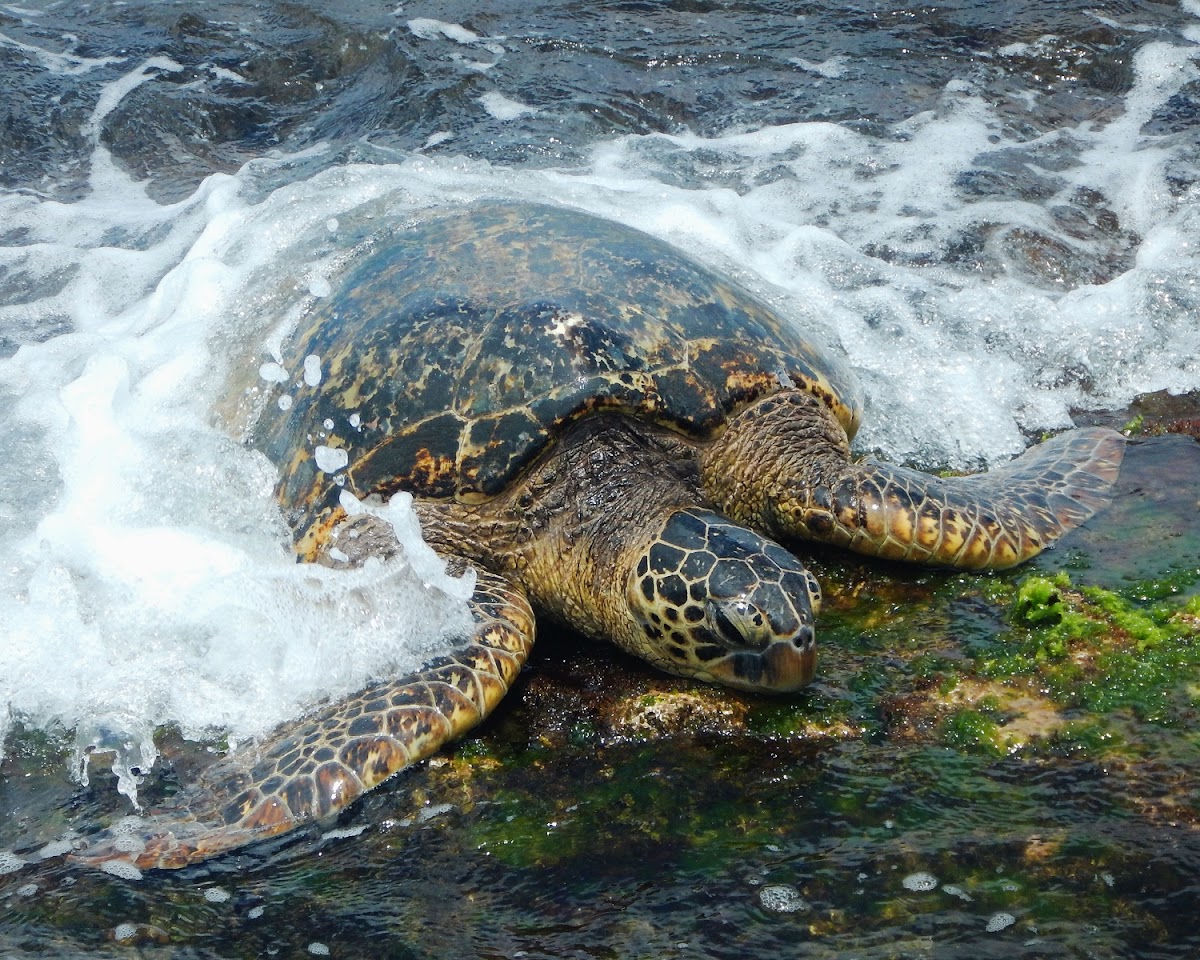 Green Sea Turtle