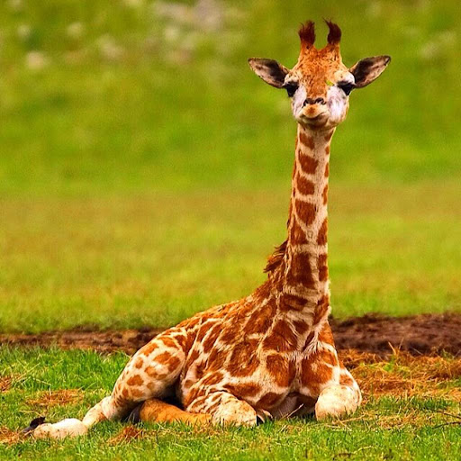 Baby Giraffes Wallpaper Images