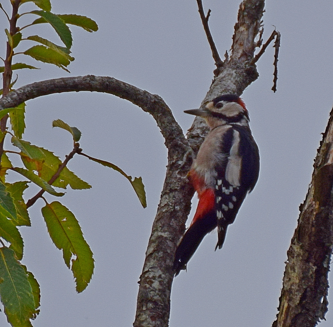 Great Spotted Woodpecker