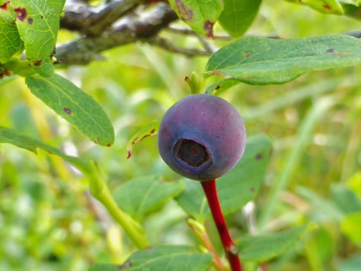 Early Blueberry