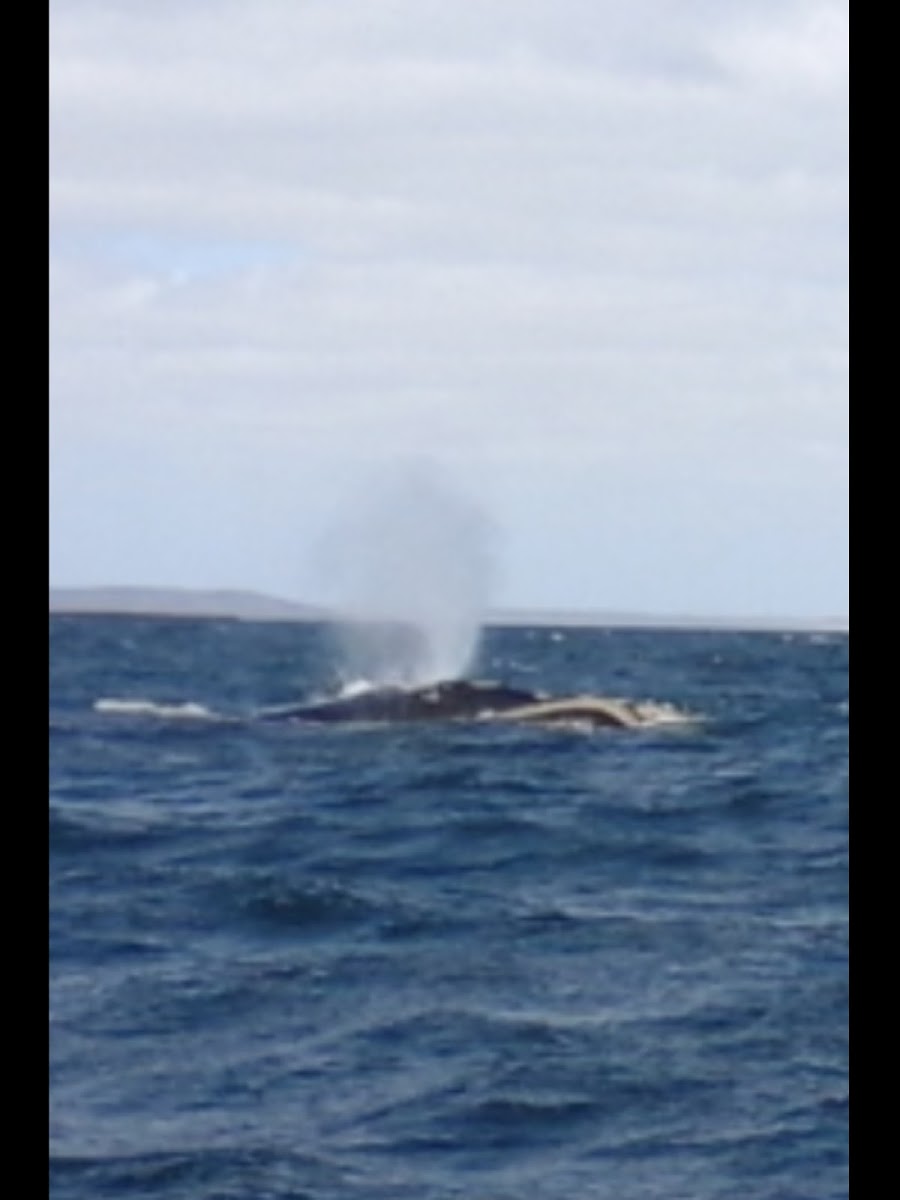 Ballena Franca Austral