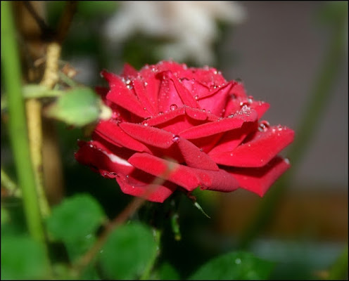 Poesia rossa di Claudio Bottini