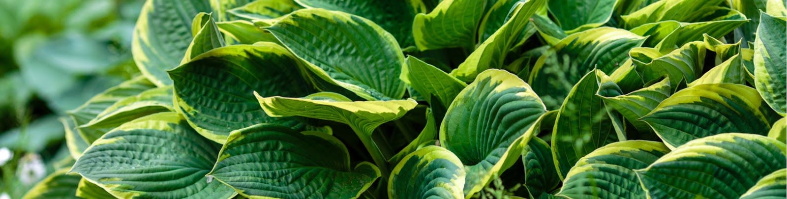 elegant controller einde 5 planten voor een tuin met schaduw - GroenRijk Prinsenbeek