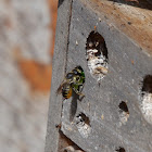 Leafcutter bee