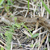 Prairie Kingsnake