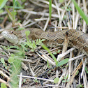 Prairie Kingsnake