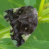 Black/Ricaniid Planthopper