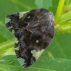 Black/Ricaniid Planthopper