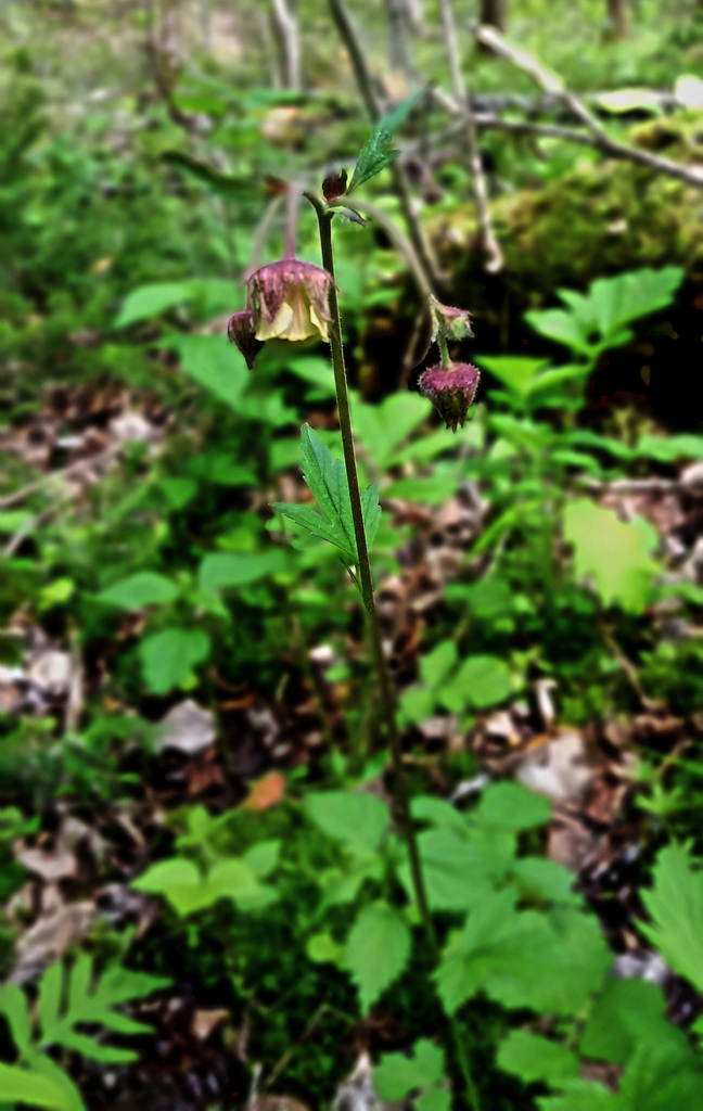 Water Avens