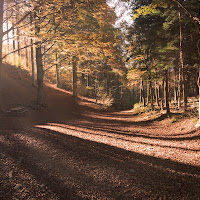 Foresta del teso di 