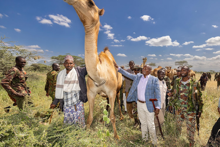 Interior Cabinet Secretary Kithure Kindiki during the handover of camels stolen recently but recovered from bandits at Mulango Anti Stock Theft Unit (ASTU) Camp, Isiolo County on December 4, 2023