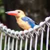 Stork-Billed Kingfisher