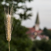 Verso il cielo di 