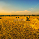 field by Eseker RI -  