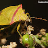 Red-shouldered Stink Bug