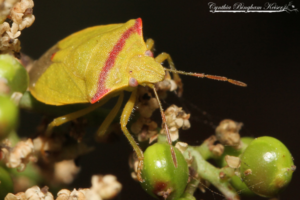 Red-shouldered Stink Bug