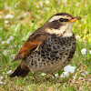 Dusky Thrush